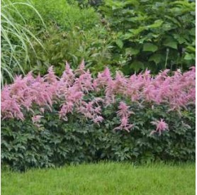 Astilbe 'Hot Pearls' - Tollbuga