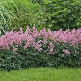 Astilbe 'Hot Pearls' - Tollbuga