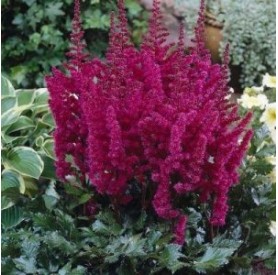 Astilbe 'Visions in Red' - Tollbuga