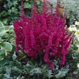Astilbe 'Visions in Red' - Tollbuga