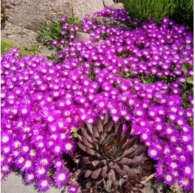 Delosperma 'Sundella Neon' - Délvirág