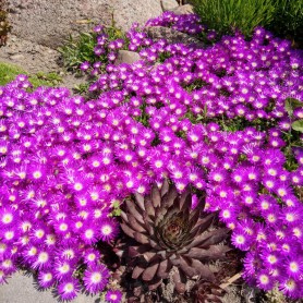Delosperma 'Sundella Neon' - Délvirág