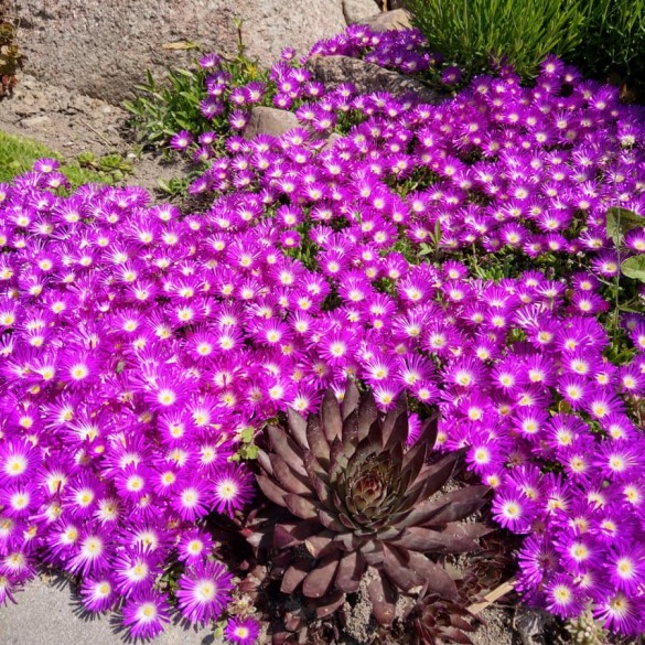 Delosperma 'Sundella Neon' - Délvirág
