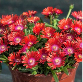 Delosperma 'Sundella Red' - Délvirág