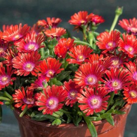 Delosperma 'Sundella Red' - Délvirág