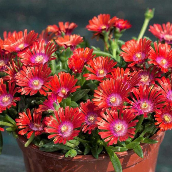Delosperma 'Sundella Red' - Délvirág