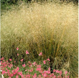 Deschampsia 'Goldtau' - Gyepes sédbúza