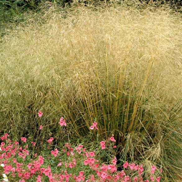 Deschampsia 'Goldtau' - Gyepes sédbúza