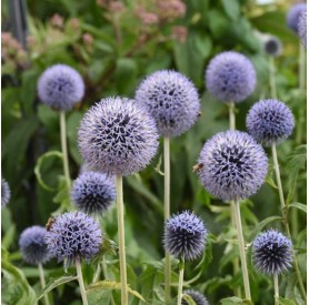 Echinops 'Taplow Blue' - Bánsági szamárkenyér