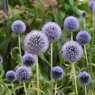Echinops 'Taplow Blue' - Bánsági szamárkenyér