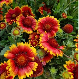 Gaillardia 'Arizona Sun' - Kokárdavirág