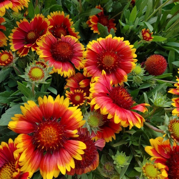 Gaillardia 'Arizona Sun' - Kokárdavirág