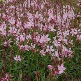 Gaura 'Siskiyou Pink' - Díszgyertya