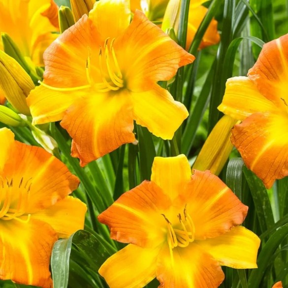 Hemerocallis 'Condilla' - Sásliliom