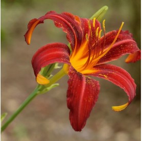 Hemerocallis 'Crimson Pirate' - Sásliliom