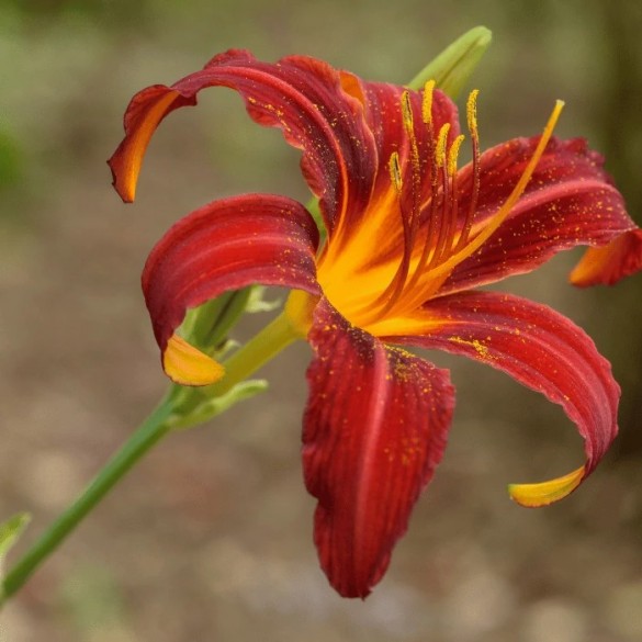 Hemerocallis 'Crimson Pirate' - Sásliliom Hemerocallis 'Crimson Pirate' - Sásliliom