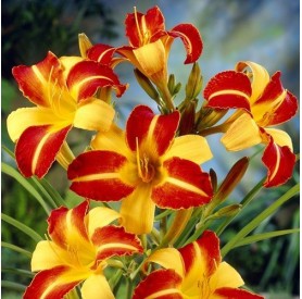 Hemerocallis 'Frans Hals' - Sásliliom