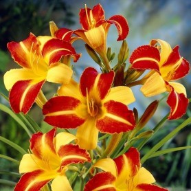 Hemerocallis 'Frans Hals' - Sásliliom