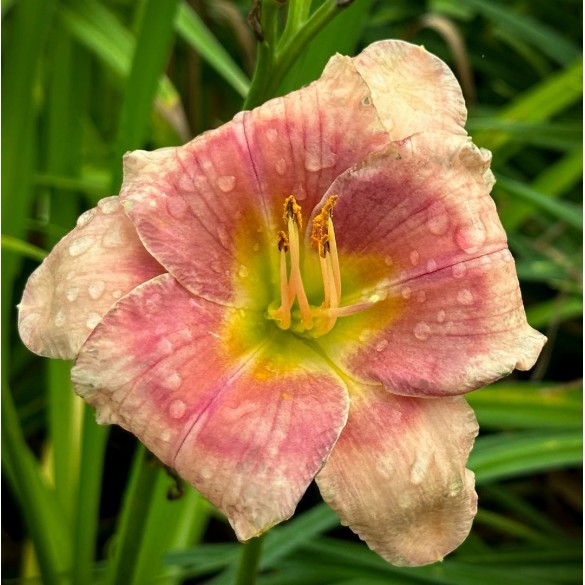 Hemerocallis 'Janice Brown' - Sásliliom