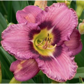 Hemerocallis 'Silent Love' - Sásliliom