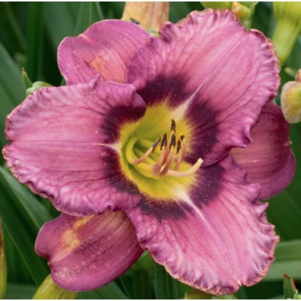 Hemerocallis 'Silent Love' - Sásliliom
