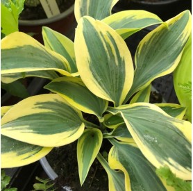 Hosta 'Autumn Frost' - Árnyékliliom