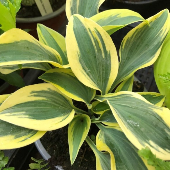 Hosta 'Autumn Frost' - Árnyékliliom