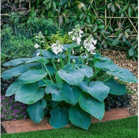 Hosta 'Bressingham Blue' - Árnyékliliom
