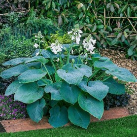 Hosta 'Bressingham Blue' - Árnyékliliom