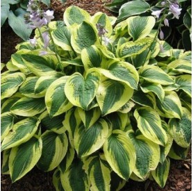 Hosta 'Brim Cup' - Árnyékliliom