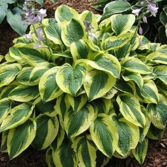 Hosta 'Brim Cup' - Árnyékliliom