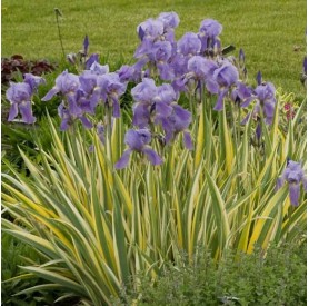 Iris 'Variegata' - Dalmát nőszirom