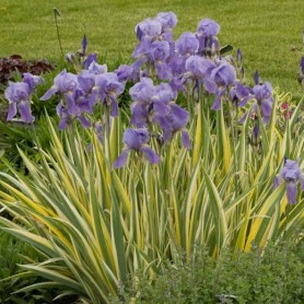 Iris 'Variegata' - Dalmát nőszirom
