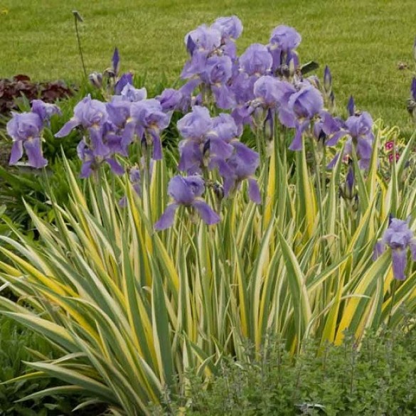 Iris 'Variegata' - Dalmát nőszirom