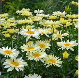 Leucanthemum 'Banana Cream' - Margaréta