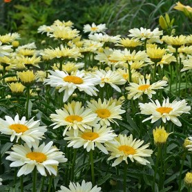 Leucanthemum 'Banana Cream' - Margaréta