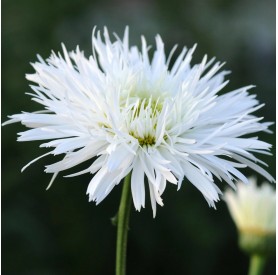 Leucanthemum 'Sante' - Margaréta