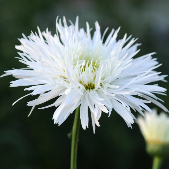 Leucanthemum 'Sante' - Margaréta