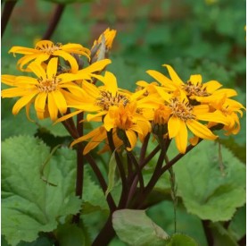 Ligularia 'Desdemona' - Kínai hamuvirág