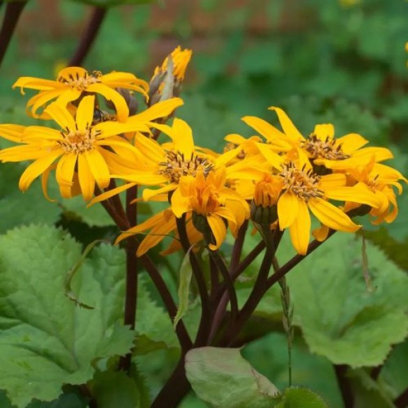 Ligularia 'Desdemona' - Kínai hamuvirág
