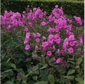Phlox 'Minnehaha' - Lángvirág