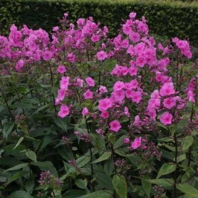 Phlox 'Minnehaha' - Lángvirág