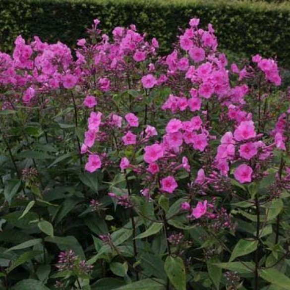 Phlox 'Minnehaha' - Lángvirág