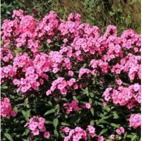 Phlox 'Sweet Summer Candy' - Lángvirág