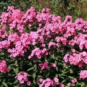 Phlox 'Sweet Summer Candy' - Lángvirág