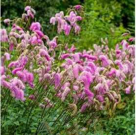 Sanguisorba 'Pink Brushes' - Vérfű
