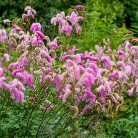 Sanguisorba 'Pink Brushes' - Vérfű Sanguisorba 'Pink Brushes' - Vérfű