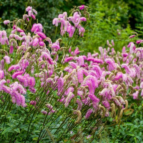 Sanguisorba 'Pink Brushes' - Vérfű
