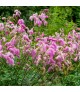 Sanguisorba 'Pink Brushes' - Vérfű