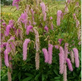 Sanguisorba 'Lilac Squirrel' - Vérfű